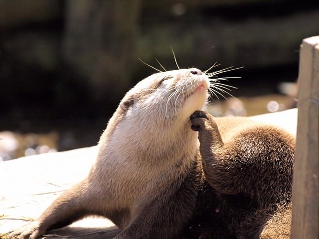 体を搔いている可愛いカワウソ